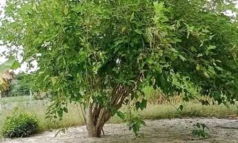 Imagem 5: Fazenda a venda Fazenda / sítio com venda por R$550.000