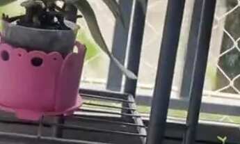 Imagem 2: VENDO APARTAMENTO NO RESIDENCIAL VIVA EM SAMAMBAIA