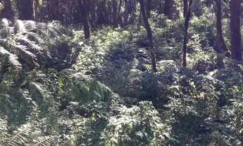 Imagem 5: Vendo chácara na Br 277 em sjp