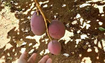 Imagem 4: Rancho frutífero no Monjolo