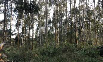 Imagem 4: Fazenda com plantação de eucaliptos