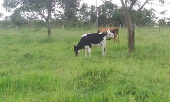 Imagem: Fazenda/Sítio/Chácara para venda possui