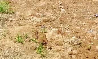 Imagem 7: Amplo Terreno 11 x 45m. Região Central de Canoas. R$ 280mil