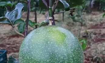 Imagem: Vendo chácara 3 mil metros Ponte alta Gama