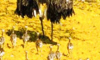 Imagem 6: Terreno FANTÁSTICO com 2170 M2 e POCO ARTESIANO