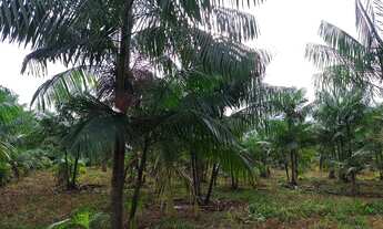 Imagem 2: Sítio 14,29 hectares com açaizal de 18 mil pés por R$300 mil