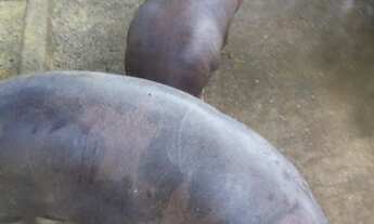 Imagem 7: Fazenda/Sítio/Chácara para venda possui 20000 metros quadrados com 3 quartos