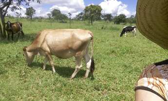 Imagem 4: Fazenda/Sítio/Chácara para venda possui 20000 metros quadrados com 3 quartos