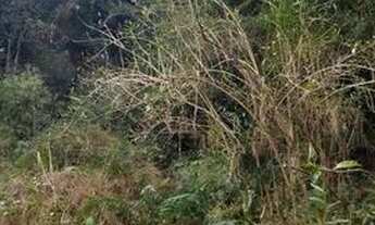 Imagem 3: Terreno 5 hectares