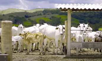 Imagem 2: Fazenda à Venda, 246 alqueires em Pirenópolis - GO