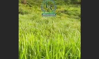 Imagem 3: Fazenda / chácara 10 Alqueires Dupla Aptidão