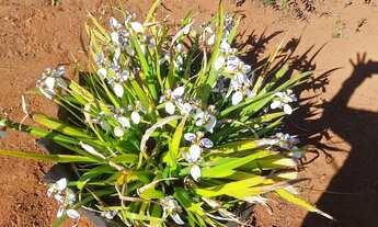 Imagem 7: Chácara condomínio Estância Bela Vista