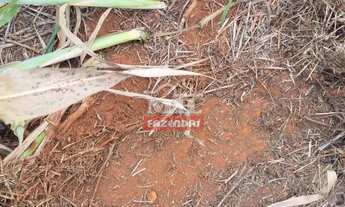 Imagem 3: Fazenda 24 Alqueires (116.16 Hectares) Pires do Rio - GO