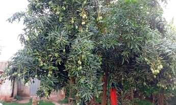 Imagem 5: Casa pequena e simples em 2 lotes de 360 metros cada, murado, próximo ao asfalto, com agua