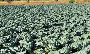Imagem 2: Vendo chácara 3 mil metros Ponte alta Gama Aceita carro no negócio valor 150 mil c