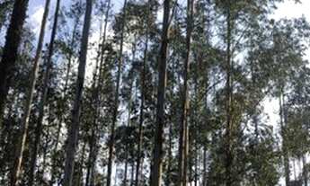 Imagem 6: Fazenda com plantação de eucaliptos