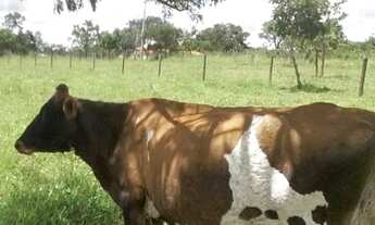 Imagem 5: Fazenda/Sítio/Chácara para venda possui 20000 metros quadrados com 3 quartos