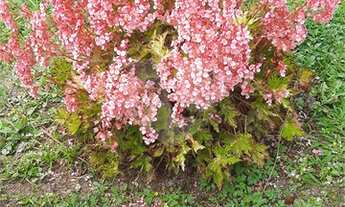 Imagem 7: Mogi das Cruzes - Casa Padrão - Vila São Paulo