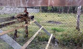 Imagem 2: Chácara com árvores frutíferas, apenas 135mil