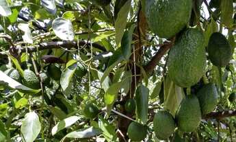 Imagem 5: Ótimo sítio em abacate montado de porteira fechada no interior de São Paulo