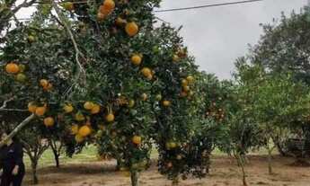 Imagem 4: Velleda oferece lindo sítio 1,3 hectares em Águas Claras, com 2 casas e galpão