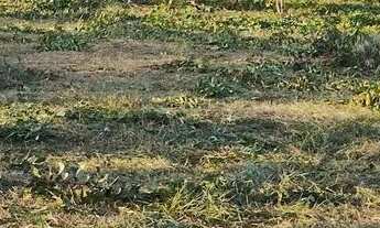 Imagem 4: Terreno sítio Chácara com venda por R$130.000