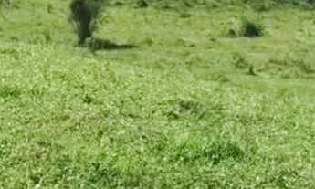 Imagem: Imóvel para venda tem 20000 metros quadrados