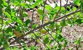 Imagem 7: ? MEGA OPORTUNIDADE! CHÁCARA DE 5 HECTARES POR R$ 120 MIL