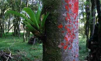 Imagem 5: Lote em condomínio em José Pedro piva - Sinoserra - Canela/RS