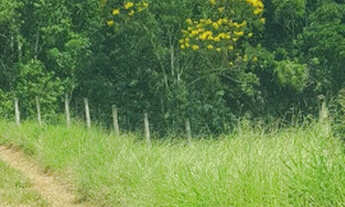 Imagem 7: Lote em Paraty a 05 km do Centro Histórico com RGI- 650 m2