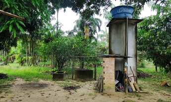 Imagem 4: Sítio 14,29 hectares com açaizal de 18 mil pés por R$300 mil