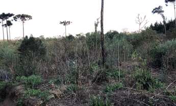 Imagem 2: Fazenda com plantação de eucaliptos
