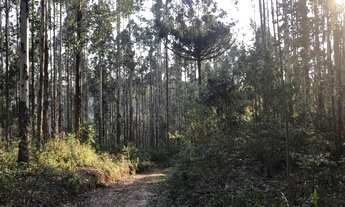 Imagem 3: Fazenda com plantação de eucaliptos