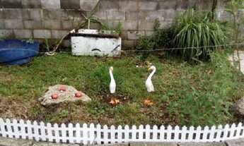 Imagem 4: Chácara com árvores frutíferas, apenas 135mil