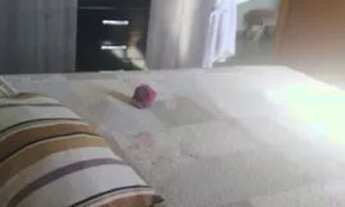 Imagem 5: Kit net para aluguel em Imbituba/SC Arroio