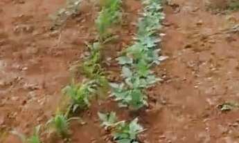 Imagem 7: Chácara no Santa Barbara 13k de montes claros entrada do posto Barral 2 km de chão perto