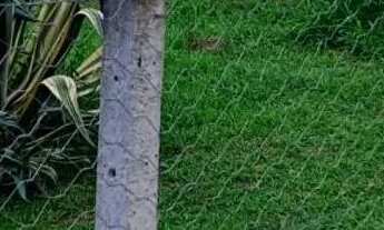 Imagem 2: VENDE-SE OU TROCO CHÁCARA EM MANTIRITUBA POR CASA EM PIRAQUARA-PR