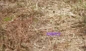 Imagem 5: Terreno à venda, 450 m² por R$ 550.000,00 - Maravista - Niterói/RJ