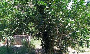 Imagem 3: Fazendinha /Água de rio,Poço Artesiano/Permuta por veículo/imóvel Urbano!!