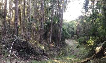 Imagem 5: Fazenda com plantação de eucaliptos