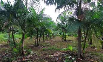 Imagem 3: Sítio 14,29 hectares com açaizal de 18 mil pés por R$300 mil