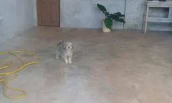 Imagem 6: Casa direitos Jd Aurora 2 em Sarandi, parcelamento com a loteadora