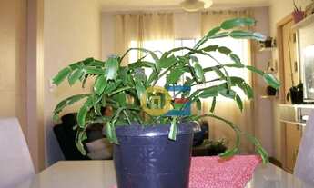 Imagem 3: Apartamento com 2 dormitórios à venda, 57 m² por R$ 360.000,00 - Vila Santa Clara - São Pa