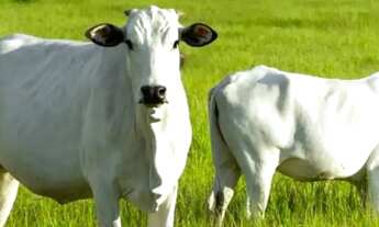 Imagem: Fazenda de 530 Tarefas - Dores