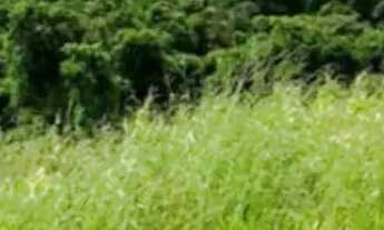 Imagem: Lotes para casa de campo SP