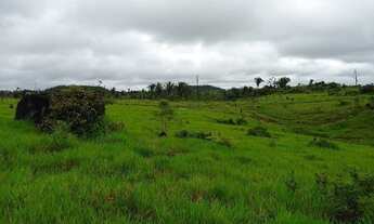 Imagem: Terreno/Gado