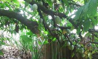 Imagem 4: Vendo uma a vista 10000 mil