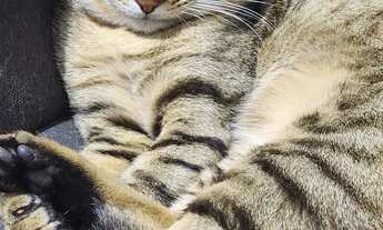 Imagem 2: Casa próxima ao supermercado confiança