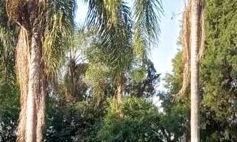 Imagem 5: Sitio raiz em Boituva, 4 alq 90% pasto