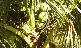 Imagem 7: Vendo sítio em Água Fria! Ótima localização